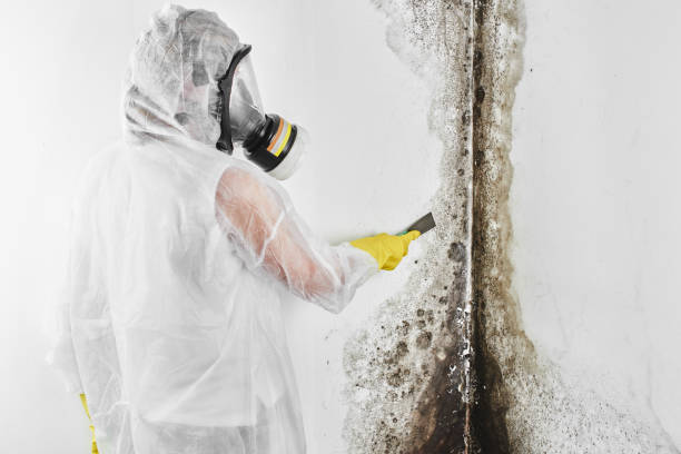 Best Residential Mold Removal  in Friendly, MD