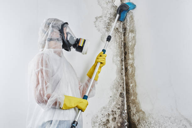 Best Attic Mold Removal  in Friendly, MD