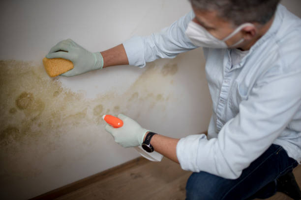 Best Black Mold Removal  in Friendly, MD