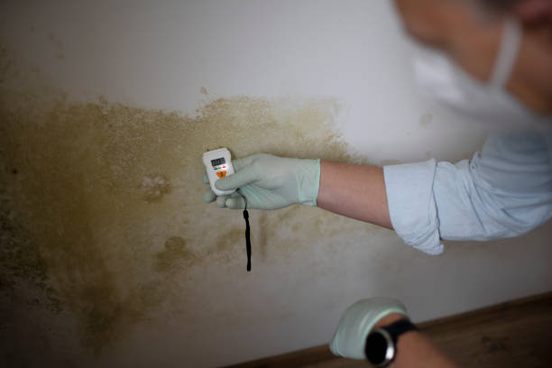 Mold Removal Process in Friendly, MD