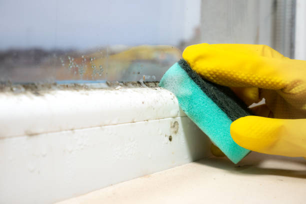 Office Mold Removal Services in Friendly, MD