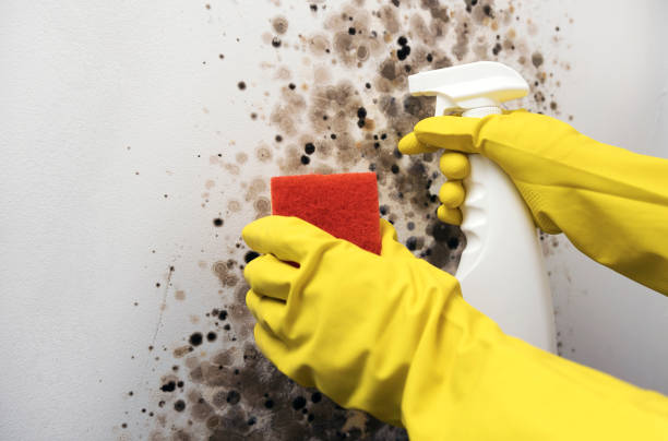 Best Certified Mold Removal  in Friendly, MD