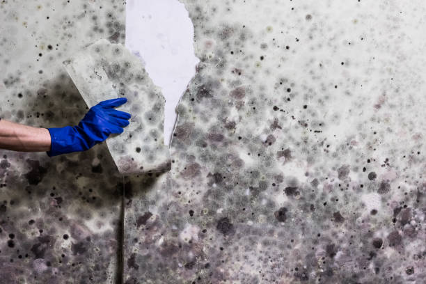 Best Toxic Mold Removal  in Friendly, MD