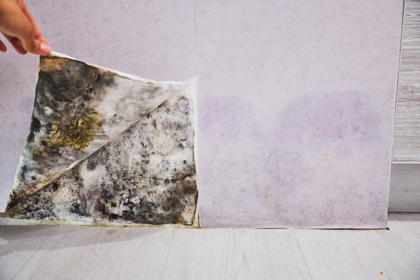 Best Local Mold Removal Service  in Friendly, MD